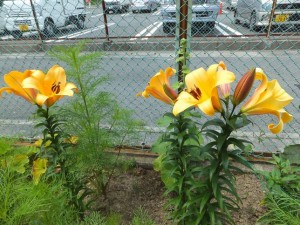 ユリの花が咲きました♪＠駒場公園仮設住宅
